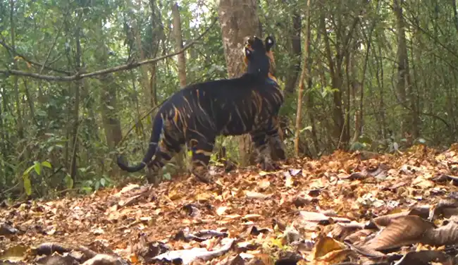 Video of Rare Black Tigers in India on Public Display